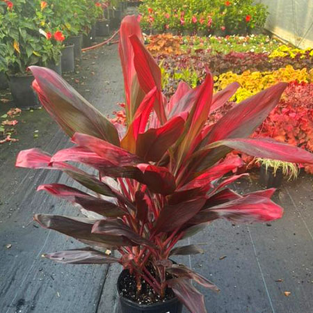 Tropicals - Clearview Nursery